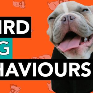 Weird Dog Behaviours: EXPLAINED!