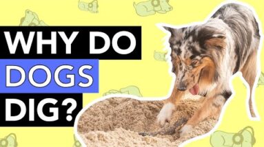 Why Do Dogs Like to Dig?