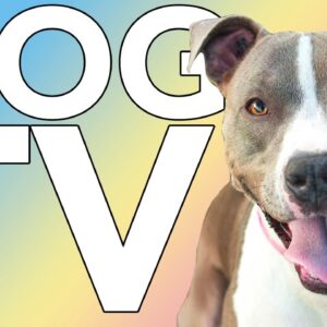 DOG TV: 10 Hours of Virtual TV for Dogs with Relaxing Music ASMR!