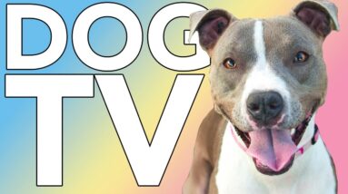 DOG TV: 10 Hours of Virtual TV for Dogs with Relaxing Music ASMR!