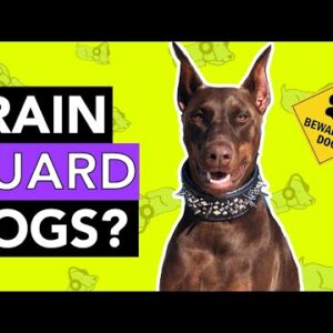 How to Train Your Dog to Guard!