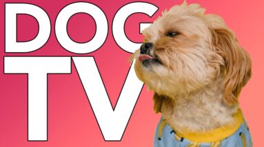 Muttflix Dog TV! Non Stop Video Entertainment for Dogs! With ASMR!