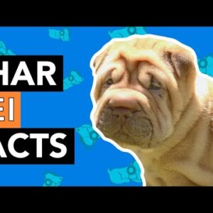 7 Facts about Shar Pei - Things You Might Not Know!