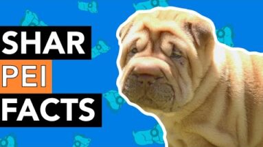 7 Facts about Shar Pei - Things You Might Not Know!