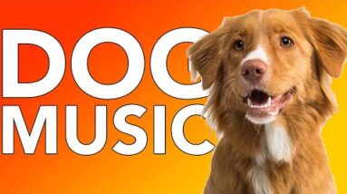 DOG MUSIC: Songs to Relax Your Anxious Dog and Promote Sleep!