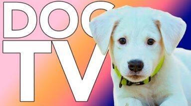 Petflix for Dogs! Fun & Entertaining TV for Dogs to Watch! With Music!