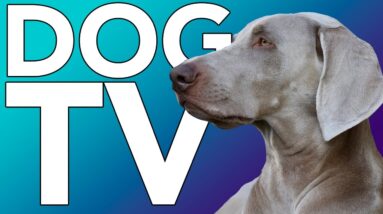 TV FOR DOGS! HOURS of Entertainment for Bored Dogs + Relaxing Music!