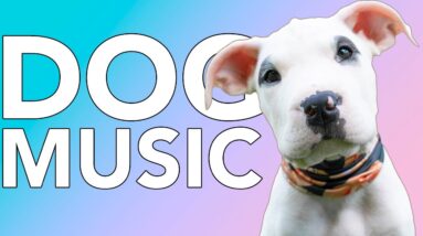 20 Hours of Relaxation Music for Dogs! Calming Music for Dogs and Puppies!