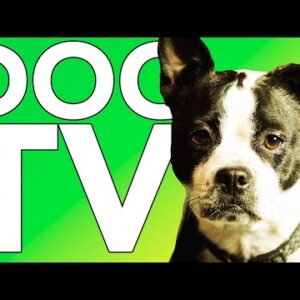 DOG TV! Entertaining Petflix for Dogs to Watch! + Relaxing Music!