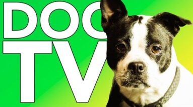 DOG TV! Entertaining Petflix for Dogs to Watch! + Relaxing Music!