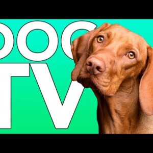 EXTRA LONG DOG TV! Fun Entertainment for Dogs with ASMR Music!