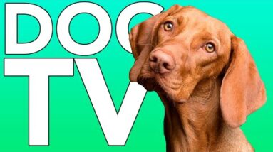 EXTRA LONG DOG TV! Fun Entertainment for Dogs with ASMR Music!