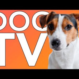 PETFLIX! 10 Hours of TV Entertainment for Dogs with Relaxing Music!