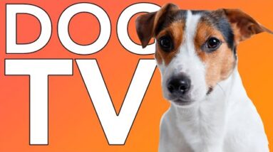 PETFLIX! 10 Hours of TV Entertainment for Dogs with Relaxing Music!