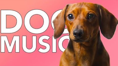 DOG MUSIC: Extra Long 20 Hours of the Best Relaxing Music for Dogs!