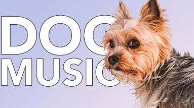 Dog Music: This Music Has Relaxed Millions of Dogs Worldwide! NEW!