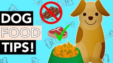 Dog Nutrition Tips: What to and Not to Feed Your Dog!