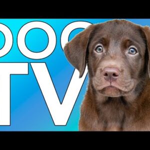 DOG TV: 10 HOURS of Fun Videos to Entertain Your Dog! NEW 2022