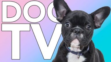 DOG TV: 10 Hours of PETFLIX TV for Bored Dogs! With Calming Music!