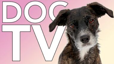 DOG TV: Helped 10 Million Dogs Around the World! Videos for Bored Dogs!