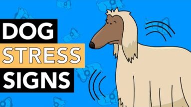 Signs Your Dog is Stressed - How To Help!