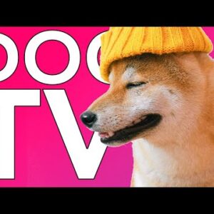 TV FOR DOGS: 10 HOURS of Relaxing Videos (Helped 20 Million Dogs)