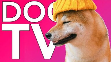 TV FOR DOGS: 10 HOURS of Relaxing Videos (Helped 20 Million Dogs)