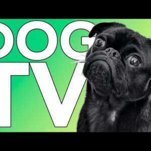 TV FOR DOGS! Super Long Nature Walking Fun for Dogs! NEW 2022!