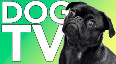 TV FOR DOGS! Super Long Nature Walking Fun for Dogs! NEW 2022!