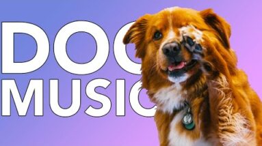 DOG MUSIC: 20 Hours of Extremely Relaxing Songs to Calm Your Dog!
