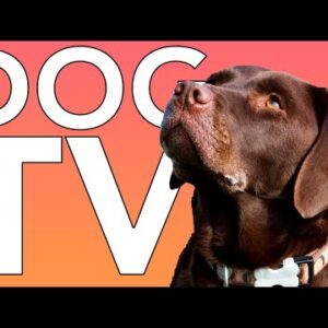 DOG TV: 10 HOURS of Fun Exciting TV for Dogs and Puppies!