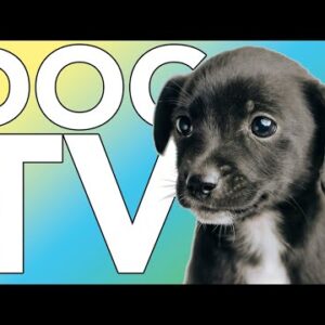 EXTRA-LONG DOG TV: Relaxing Entertainment Videos for Dogs!