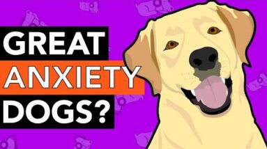 Great Dog Breeds for Calming Anxiety!