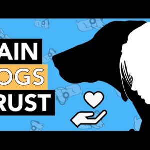 How to Make a Dog Trust You!