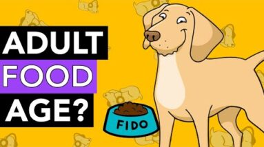 What Age Can I Transition My Dog to Adult Food - All you need to know!