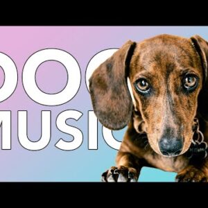 EXTREMELY RELAXING DOG MUSIC: 20 Hours of All Day Calming Music for Dogs!
