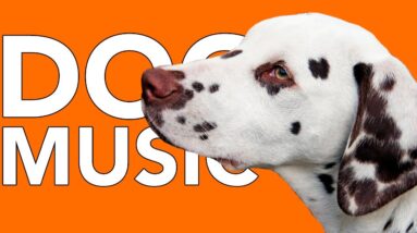 Hot Weather Music for Dogs: Songs to Calm Your Dog In the Summer Heat!