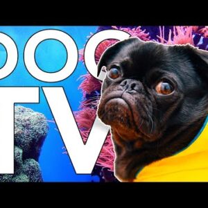 TV for Dogs 12 Hours of Coral Reef Entertainment for Bored Dogs + Music!