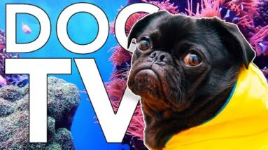 TV for Dogs 12 Hours of Coral Reef Entertainment for Bored Dogs + Music!