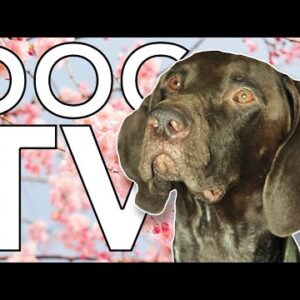 TV for Dogs: 12 Hours of Fun Dog Videos with Relaxing ASMR!