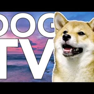 TV for Dogs: Chill Your Dog Out Quickly and Easily with Relaxing Music!