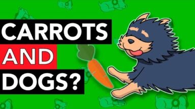 Are Carrots Good for Dogs?