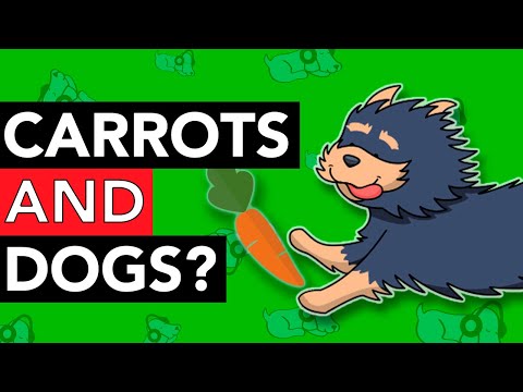 Are Carrots Good For Dogs 7n8 WedXtskhqdefault 