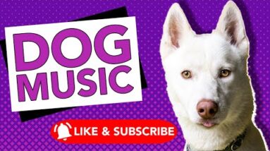 Music for All Dog Breeds! Relaxing ASMR Dog Music!