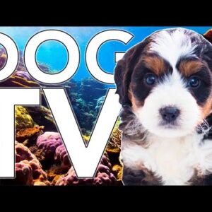 [NO ADS] Dog TV! Calm Your Dog at Home with Aquarium Coral Reef TV