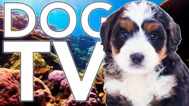 [NO ADS] Dog TV! Calm Your Dog at Home with Aquarium Coral Reef TV