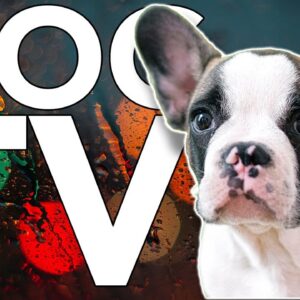TV for Dogs, Hours of Fun Entertainment to Chill and Elevate Your Dog!