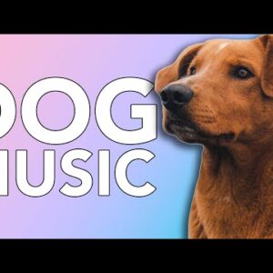 The Best Relaxing Music for Dogs! 4 HOURS!