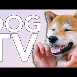 TV for Dogs! 8 Hours of Entertaining TV for Dogs to Watch!