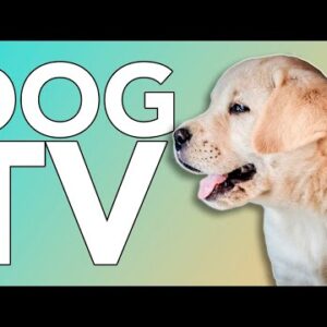 TV for Dogs! Underwater Swimming Videos to Entertain Dogs!